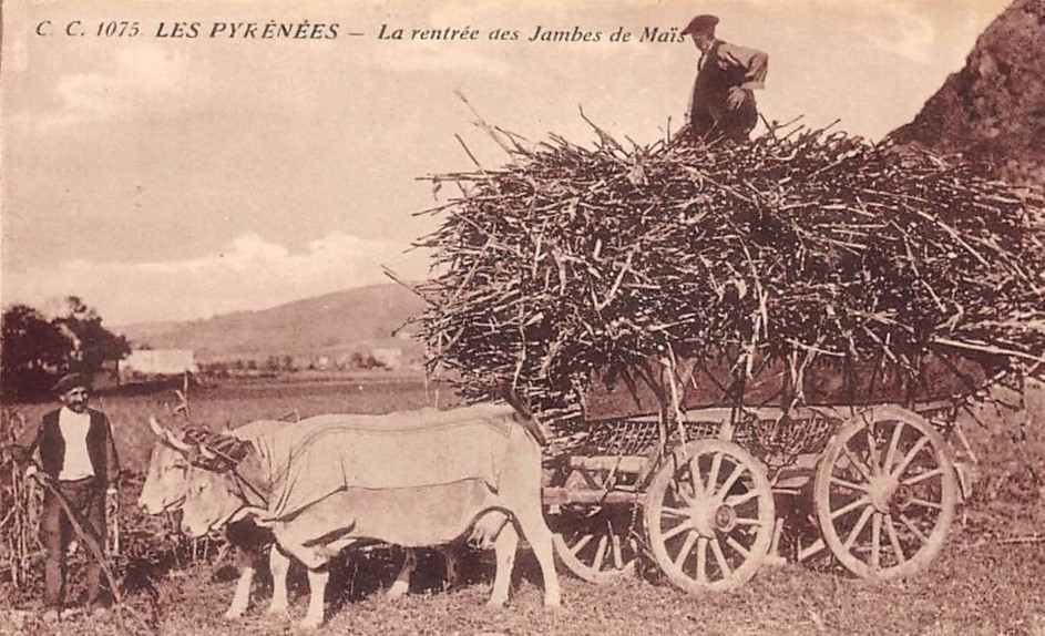 Le métayage, la rentrée des jambes de maïs, Pays Basque